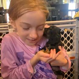 NICKI AKC REGISTERED MALE - Black and tan male Dachshund puppy in Elizabethtown, Kentucky from Teeny Tiny Puppy Tails