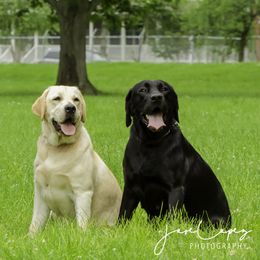 Freya - Labrador Retriever