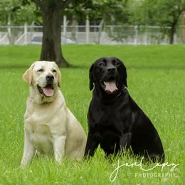Freya - Labrador Retriever