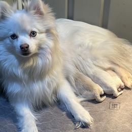 Pomsky puppies from Granite State Pomskies