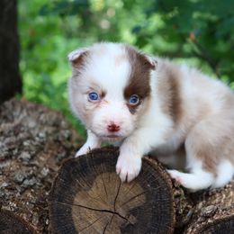 AKC Red Merle Girl - Red merle female Border Collie puppy in Noble, Oklahoma from CheckItOut Border Collies