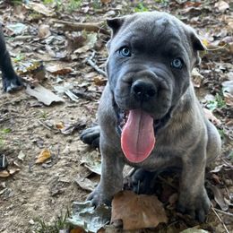 Sly - Cane Corso puppy from Reverence Cane Corso