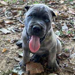 Sly - Cane Corso puppy from Reverence Cane Corso