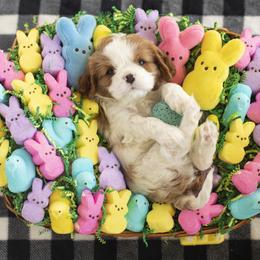 Brittany and Cavalier King Charles Spaniel Puppies from Katy Cavaliers & Barefoot Days Brittanys