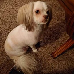Danger - Shih Tzu