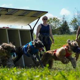 Afghan Hounds from Kominek Afghan Hounds