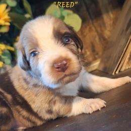 REED - Red merle male Australian Shepherd puppy in Salem, Arkansas from Patchwork Kennels
