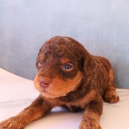 Reese - Red phantom male Aussiedoodle puppy in Apache Junction, Arizona from Loving Doodle
