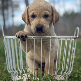 Blue - Yellow male Labrador Retriever puppy in Dinwiddie, Virginia from Lady Oak Labradors