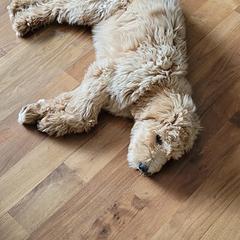 Goldendoodles from Wantadoodle