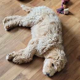 Goldendoodles from Wantadoodle
