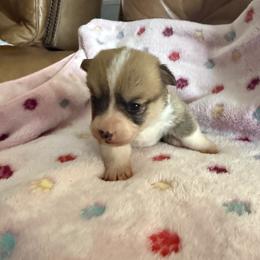 Daisey - Fawn female Pembroke Welsh Corgi puppy in Jenkinsburg, Georgia from Red Elephant Farms