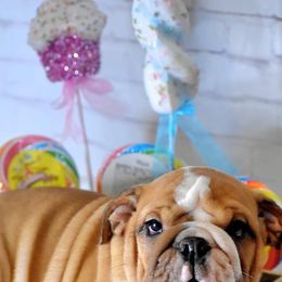 Bulldog Puppies from Dampier Bulldogs Mo