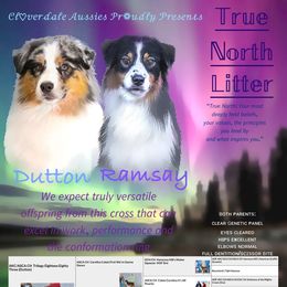 Australian Shepherd puppies from Cloverdale Australian Shepherds