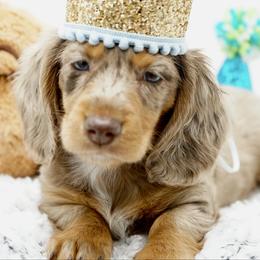 Dom - Dapple male Dachshund puppy in Big Rapids, Michigan from 30 Acre Woods Dachshunds
