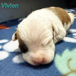 Vivien - Red female American Staffordshire Terrier puppy in Clintwood, Virginia from SkyBlue Kennel