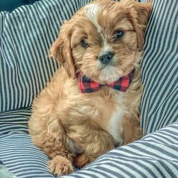 Cavapoo Puppies from Jessie's Puppies