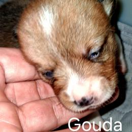 Girl 4 - female Pembroke Welsh Corgi puppy in Kingman, Kansas from Tiny Titans K9