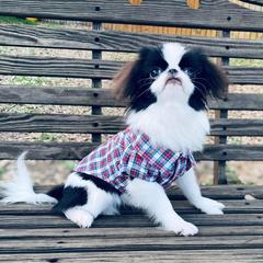 Japanese Chin and Pug Puppies from Ni Kokoro Japanese Chin