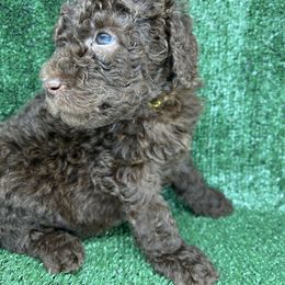 Poodle Puppies from Triangle Standards