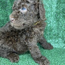 Poodle Puppies from Triangle Standards