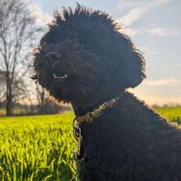 Daisy - Poodle