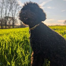 Daisy - Poodle