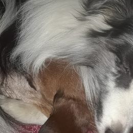 Shetland Sheepdogs from Provision Shetland Sheepdogs