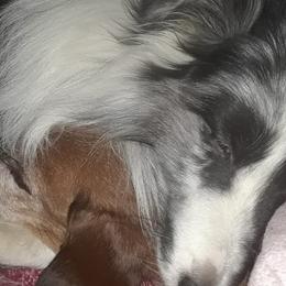 Shetland Sheepdogs from Provision Shetland Sheepdogs