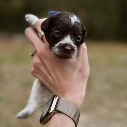 Jorah - Chocolate male Australian Labradoodle puppy in Milton, Florida from Sutton Place Doodles