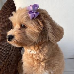 Maltipoo Puppies from Ollie-Pop Paws Breeding