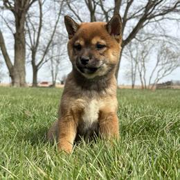 Yuki - Sesame female Shiba Inu puppy in Covington, Ohio from Rustic Country Shibas