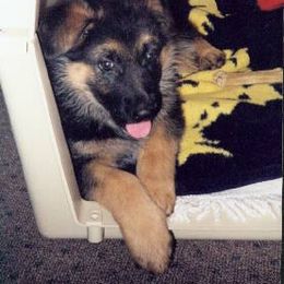 German Shepherd Puppies from Tannhauser German Shepherds