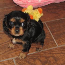 Male 2 - Black and tan male Cavalier King Charles Spaniel puppy in Harvard, Illinois from Lori's Cavalier King Charles Spaniels & Dachshunds
