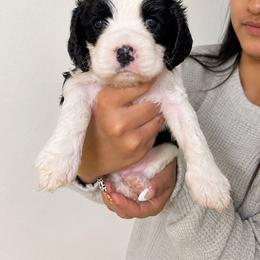 Black and white - Black and white female Cocker Spaniel puppy in Wahiawa, Hawaii from Versatile Ohana