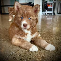 Sprout - Red and white male Siberian Husky puppy in Florence, Kentucky from Moonlight Howl Huskies