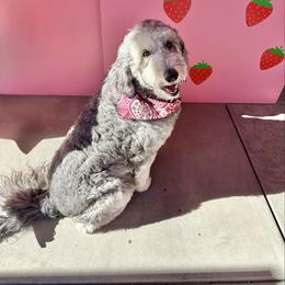 Mabel - Sheepadoodle