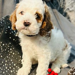 BLACK COLLAR - Red and white male Cockapoo puppy in Ankeny, Iowa from Maple’s Cockapoo's and Libby's Schnauzer Puppies