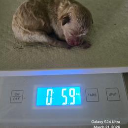 Baby Boy - Cream male Poodle puppy in Grand Saline, Texas from Oldfield Outdoors
