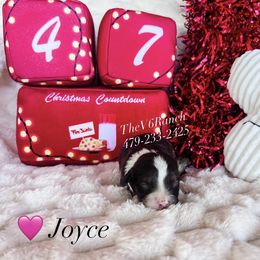 Joyce - Brown and white female Aussiedoodle puppy in Sulphur Bluff, Texas from V6 Ranch Dogs