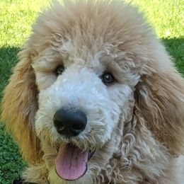 Poodle Puppies from Sundance's Poodles