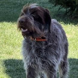 Wirehaired Pointing Griffon All Grown Up from Luther Smith