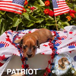 Patriot - Red male Dachshund puppy in Clarksdale, Mississippi from Bo Didley's Doxies