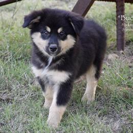 Buckshot - Black tri male Miniature Australian Shepherd puppy in Evant, Texas from Lazy VT Bar Ranch