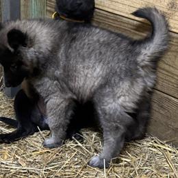 Grey Male - brown collar - Gray and black male Belgian Tervuren puppy in Hastings, Minnesota from Century Hills Farm