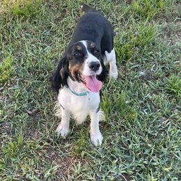Maggie - English Springer Spaniel