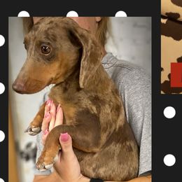 Little Frankie - Dachshund