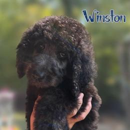 Dark Blue Collar - Black male Goldendoodle puppy in Ringgold, Georgia from Sweet B’s Goldendoodles