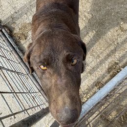 molly - Labrador Retriever