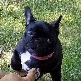 Bulldogs and French Bulldogs from Monica's Pups